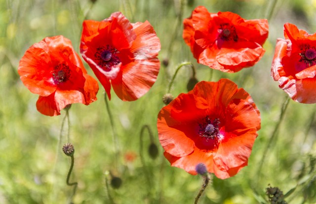 ABGESAGT - Unser Leben ist eine Blume.Tagesretreat Achtsamkeit & Mystik