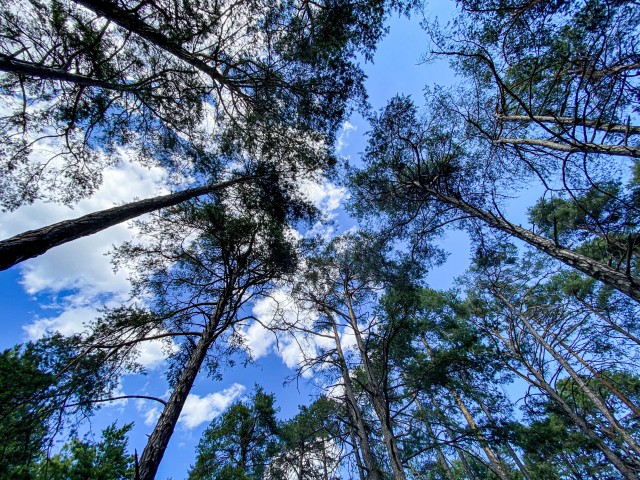 Die Flügel der Seele weit ausspannen - Waldexerzitien