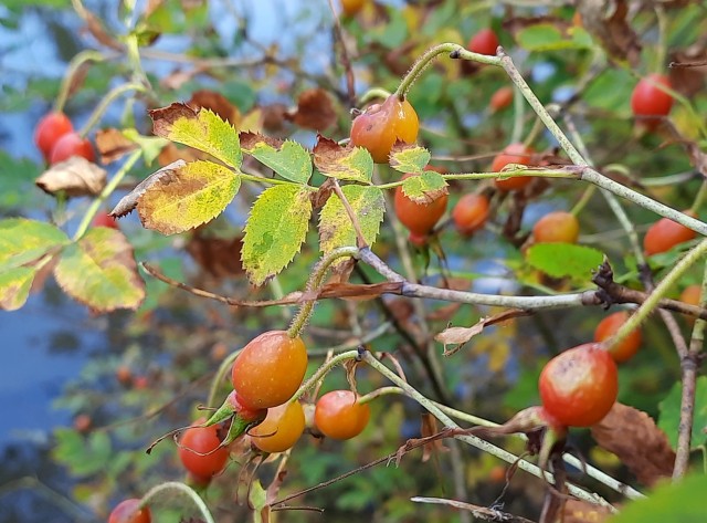 Fit in den Herbst – Mit Wildfrüchten, Honig und Essig