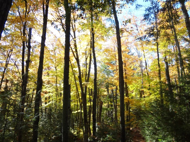 Tai Ji Zen und Natur - Stille in Bewegung entdecken