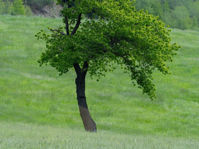 Verwurzelt. Natur-Resilienz-Training für mehr Gelassenheit und innere Stärke