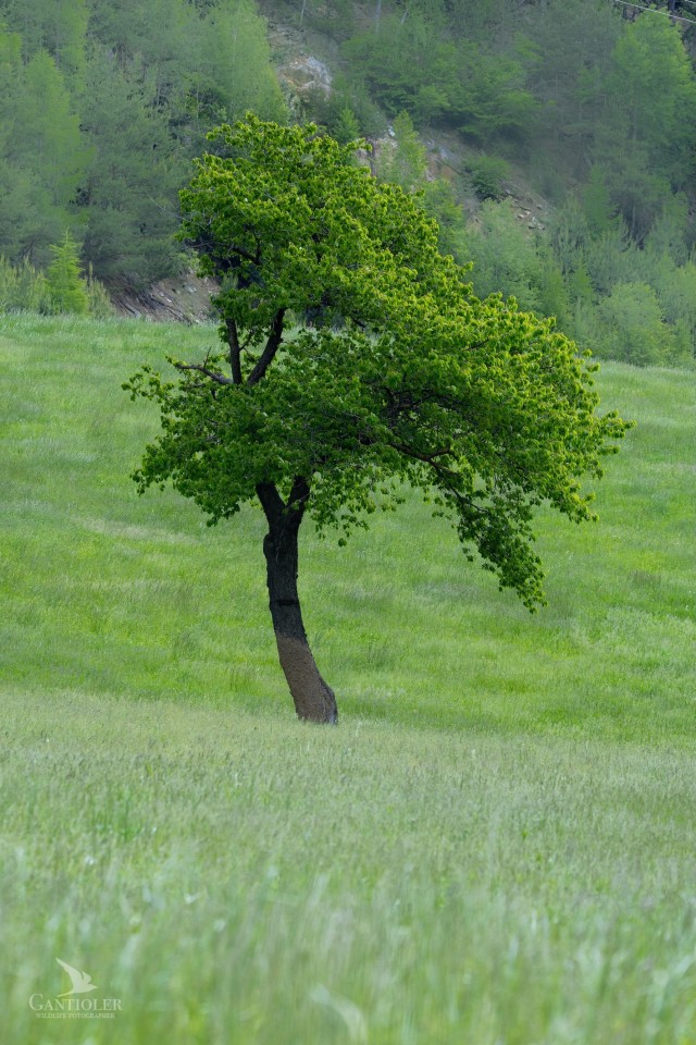 Verwurzelt. Natur-Resilienz-Training für mehr Gelassenheit und innere Stärke