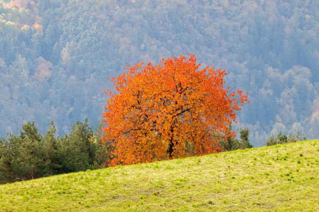 Verwurzelt. Natur-Resilienz-Training