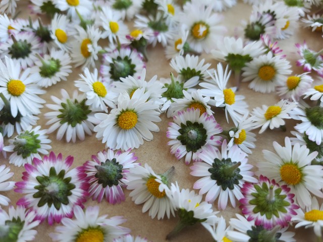 Wildkräuter - wahrnehmen, staunen, begreifen und genießen