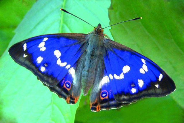 Schmetterlinge Osttirols - fliegende Edelsteine - Bildervortrag