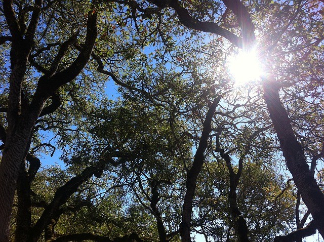 Auf den Bild ist ein großer Baum, Sonnenstrahlen und ein blauer Himmel zu sehen 