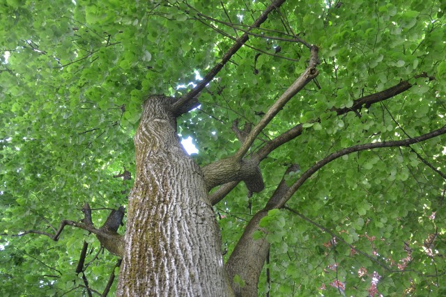 Baumgeschichten